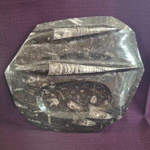 Fossil Stone Decorative Desk / Dresser Tray ORTHOCERAS FOSSIL SPECIMENS 7 X 8 "